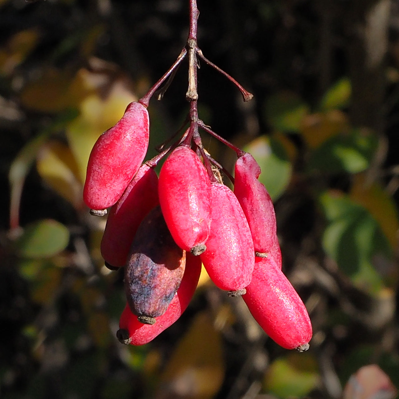 Berberine