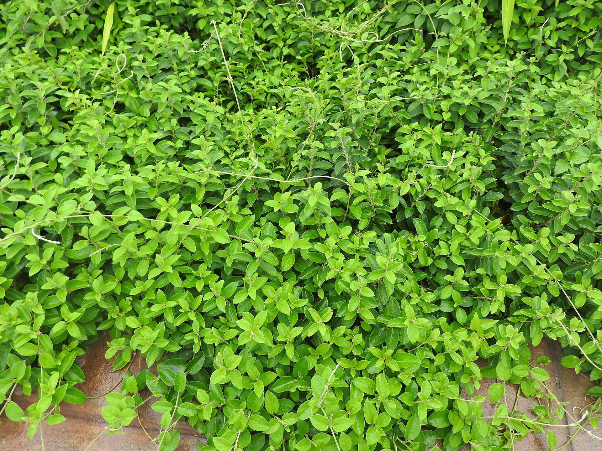 Gymnema Sylvestre