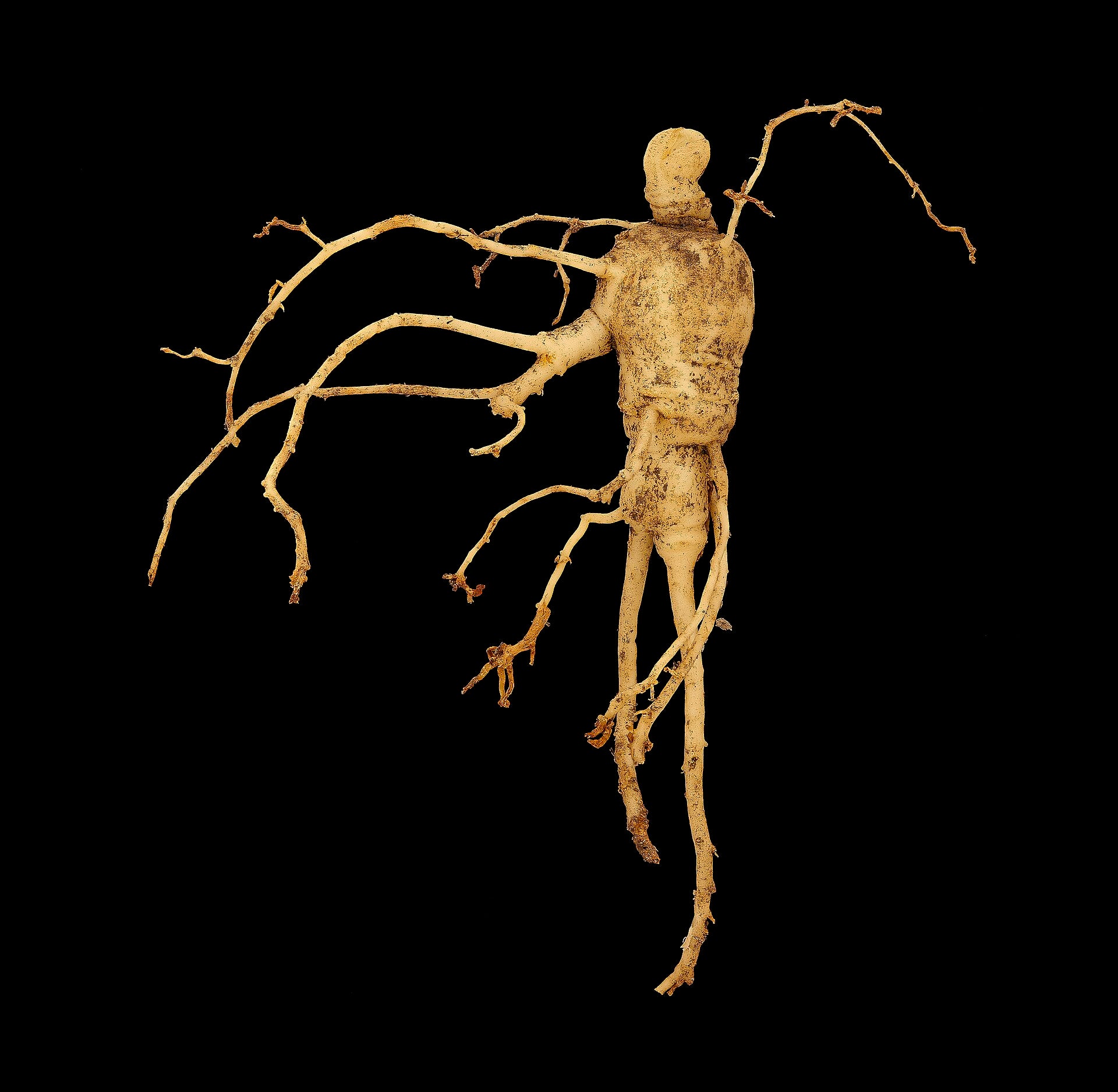 Panax Ginseng